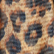 Panthera Amber
